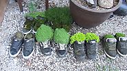Shoe Garden: Plants Grown in Tired Old Shoes