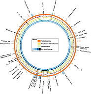 Bacterial Whole Genome de novo Sequencing – CD Genomics