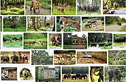 Wildlife Sanctuaries In India | Gossip Ki Galliyan