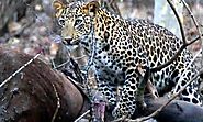 Satpura National Park Safari Booking | Jungle Lodge in India