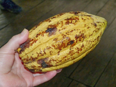 Herbs by the Ounce: Cacao Beans