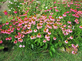 Herbs by the Ounce: Echinacea purpurea