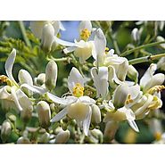 Moringa Flower- Indian Agri Farm- Moringa Benefits