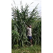 CO5 slips- Indian Agri Farm- CO5 Hybrid Napier Grass