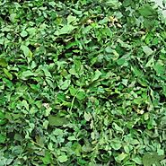 Buy Dried Drumstick Leaves- Indian Agri Farm