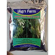 ODC3 Moringa Seeds- Indian Agri Farm- ODC Drumstick Seeds