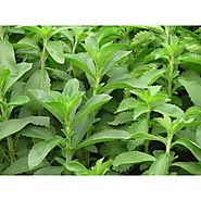 Stevia Seeds- Indian Agri Farm-Stevia Seeds Price