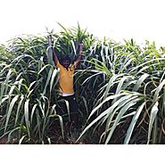 Super Napier Pakchong 1- Indian Agri Farm- Buy at Best Prices