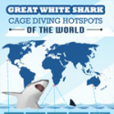Best Great White Shark Diving Spots Infographic