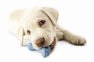 Make your own Chew toy for your Pet!