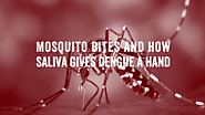 Learn more about mosquito bites and how saliva gives dengue a hand · Break Dengue