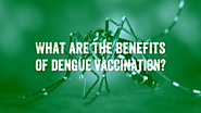 What are the benefits of dengue vaccination? Prof Tikki Pang has answers · Break Dengue