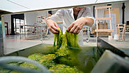 Las algas se convierten en un biopolímero que con el tiempo podría reemplazar al plástico corriente - Dis-Up! Magazin...