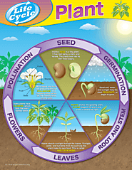 Plant Life Cycles Chart