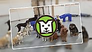 Minneapolis Dog Daycare at Metro Dogs Daycare & Boarding 55411