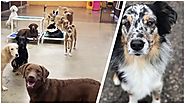 St Paul Dog Daycare & Boarding at 5 Star Rated Dog Days 55130