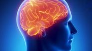 Brain changes seen in college-aged stimulant users