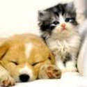 Kittens & Puppies