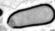 30,000-year-old virus is revived