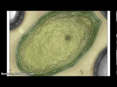 Alien ? Scientist Find Giant Virus called Pandoravirus!