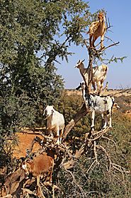 Goats on Argan trees