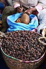 Separating the nuts from the flesh then extracting the nuts.