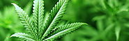 Medizinisches Cannabis Deutschland, Cannabis Medizin Lizenz & Cannabis Beratung Deutschland - Cannabis Recht