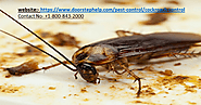 Cockroaches Pest Control Services in Delhi - Safe & Easy Cockroach Control