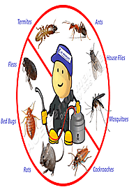 Pest Control Services in Chandigarh|Mohali