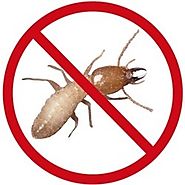 Termite Control Services in Chandigarh|Mohali