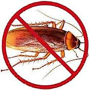 Cockroach Control Services in Chandigarh|Panchkula|Mohali