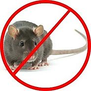 Rats Control Services in Chandigarh|Panchkula|Mohali.