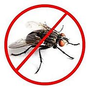 Flies Control Services in Chandigarh|Panchkula|Mohali