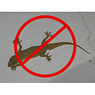 Lizards Control Services in Chandigarh|Panchkula|Mohali
