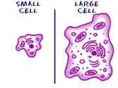 Biology4Kids.com: Cell Function