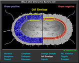 Cells Alive: Cell Models