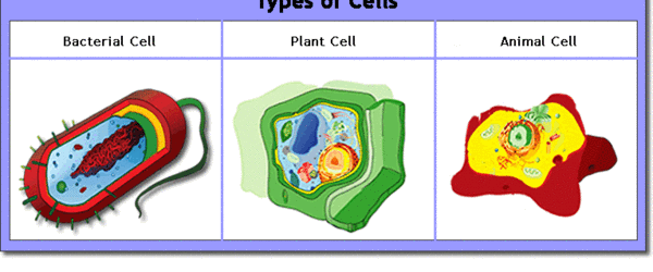 Headline for Cells: Structure & Function