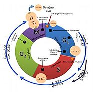 Cell Cycle Assays
