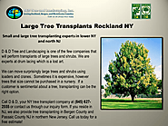 Large Tree Transplants Rockland NY
