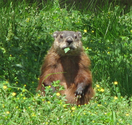 Looking to Get Rid of Woodchucks?