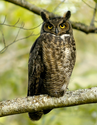 Great Horned Owls - early nesters and archenemies of crows