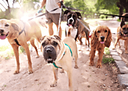 Adventure PawsLA Offer Best Dog DayCare and Dog Walking Service