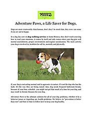 Adventure Paws, a Life Saver for Dogs