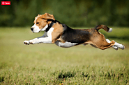 How Exercising Your Dog Can Help Prevent the Zoomies