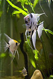 Fish Blog, Aquarium Fish, Home Aquariums - PetGuide