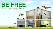 Pest-Free Home ??? Can You Do It Yourself?