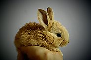 Buy Healthy Rabbits Pair for Sale in Jaipur at Affordable Price