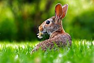 Website at https://www.mrnmrspet.com/small-pets-for-sale/rabbits-pair/jodhpur