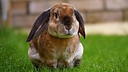 Website at https://www.mrnmrspet.com/small-pets-for-sale/rabbits-pair/kota