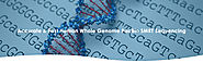 Human Genome sequence